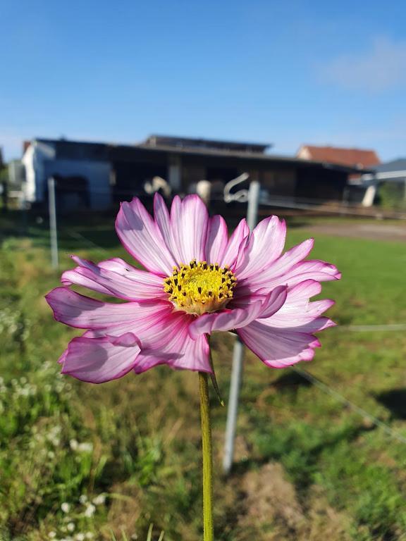 Houten Huisje Tussen Paarden Nieuwerkerken Екстер'єр фото