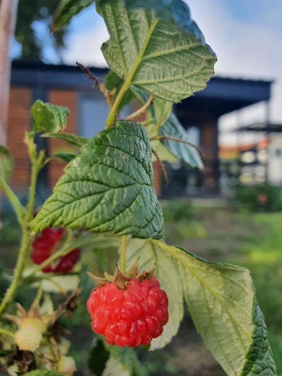 Houten Huisje Tussen Paarden Nieuwerkerken Екстер'єр фото