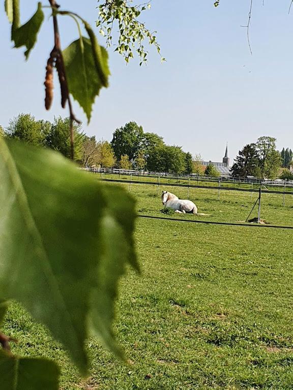Houten Huisje Tussen Paarden Nieuwerkerken Екстер'єр фото