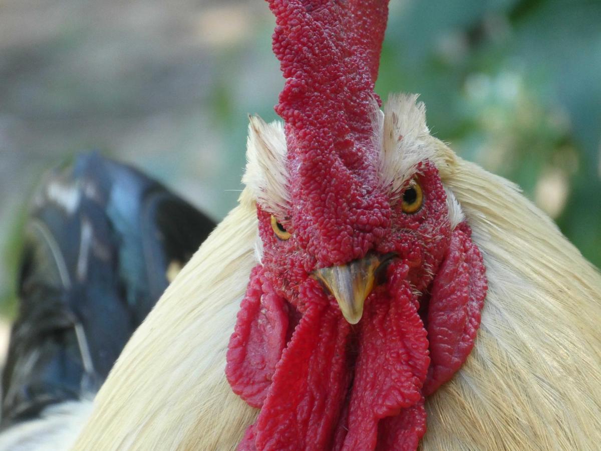 Houten Huisje Tussen Paarden Nieuwerkerken Екстер'єр фото