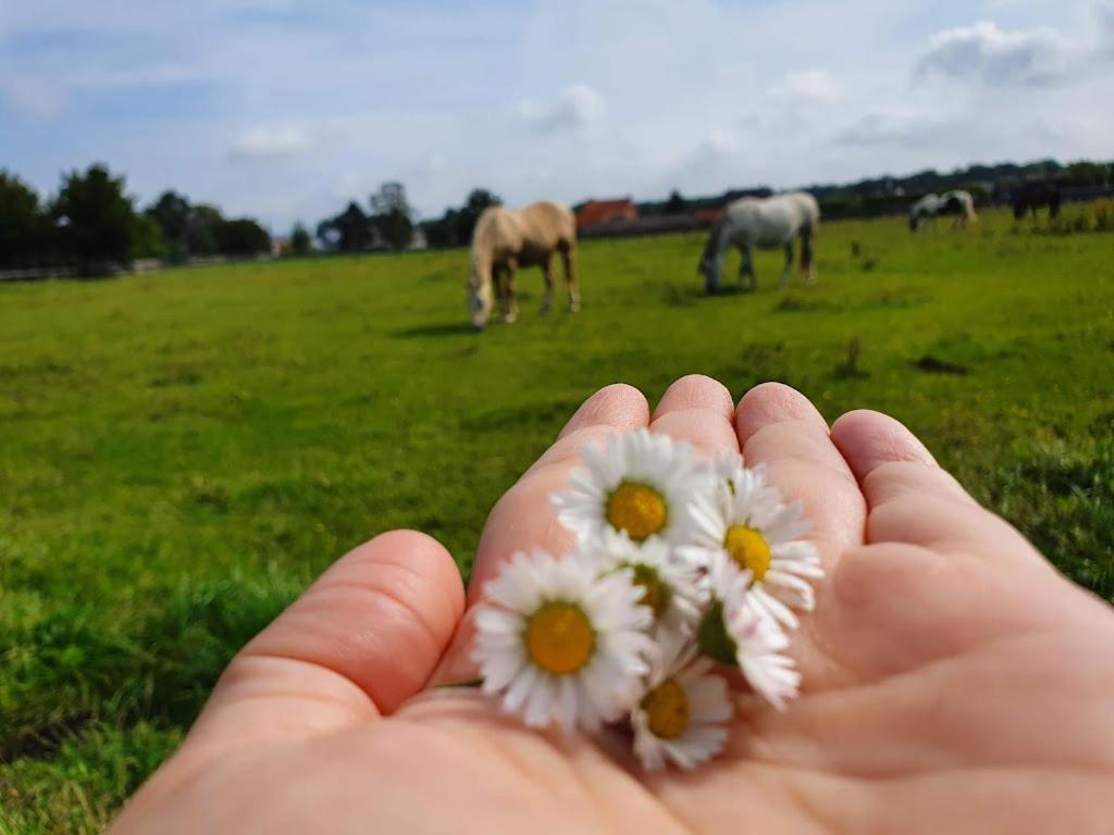 Houten Huisje Tussen Paarden Nieuwerkerken Екстер'єр фото