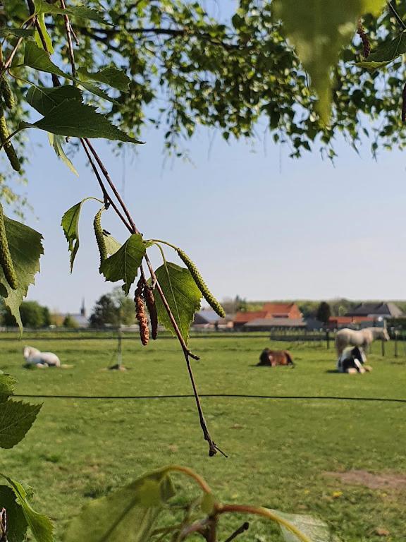 Houten Huisje Tussen Paarden Nieuwerkerken Екстер'єр фото