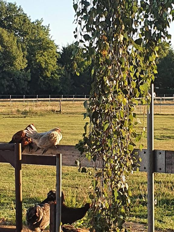 Houten Huisje Tussen Paarden Nieuwerkerken Екстер'єр фото